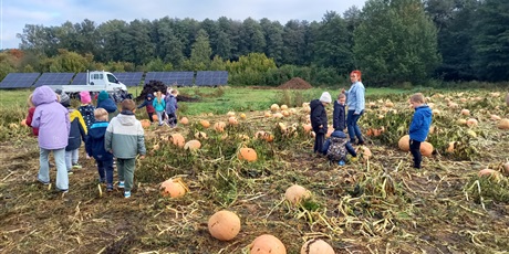 Powiększ grafikę: Grupa "Sówki" na polu z dyniami